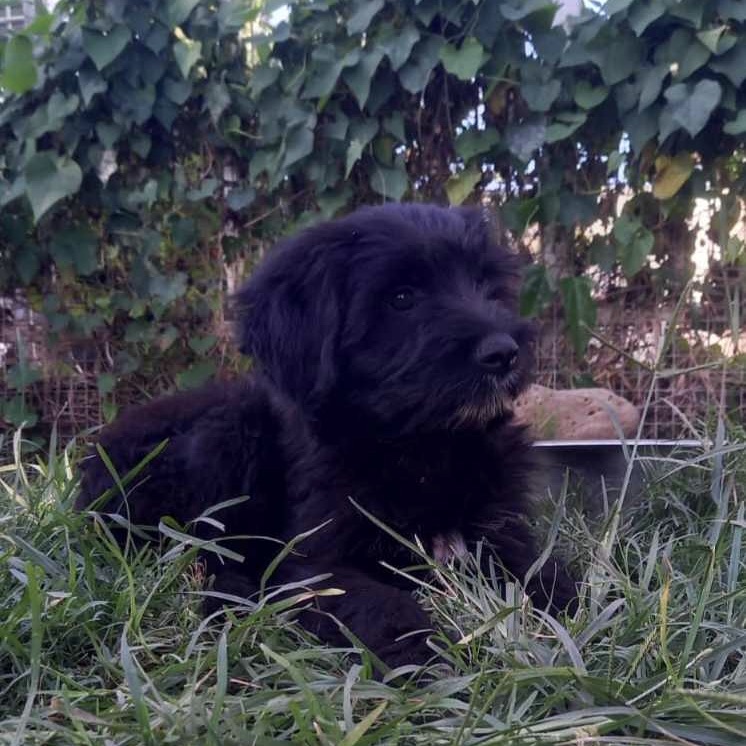 Chiot noir couché dans l'herbe, il a le poil mi-long et le menton blanc