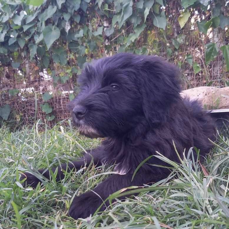 Chiot noir couché dans l'herbe, il a le poil mi-long et le menton blanc