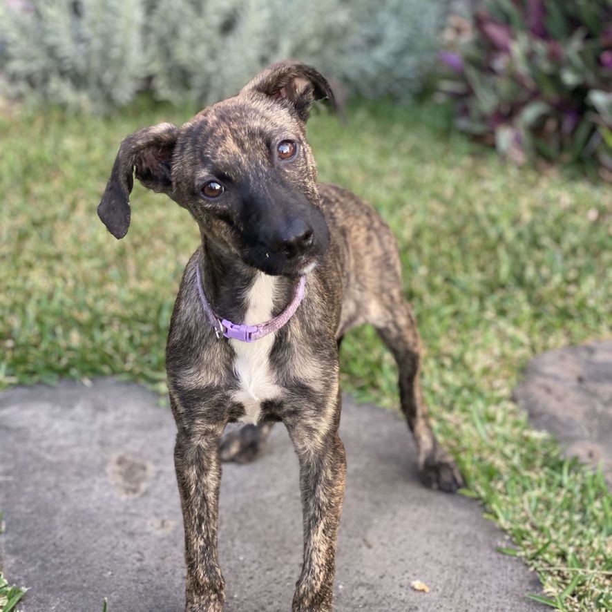 Chiot royal bourbon au pelage bringé portant un collier rose. Le chien est posté de face, la tête légèrement inclinée et fixe l'objectif.