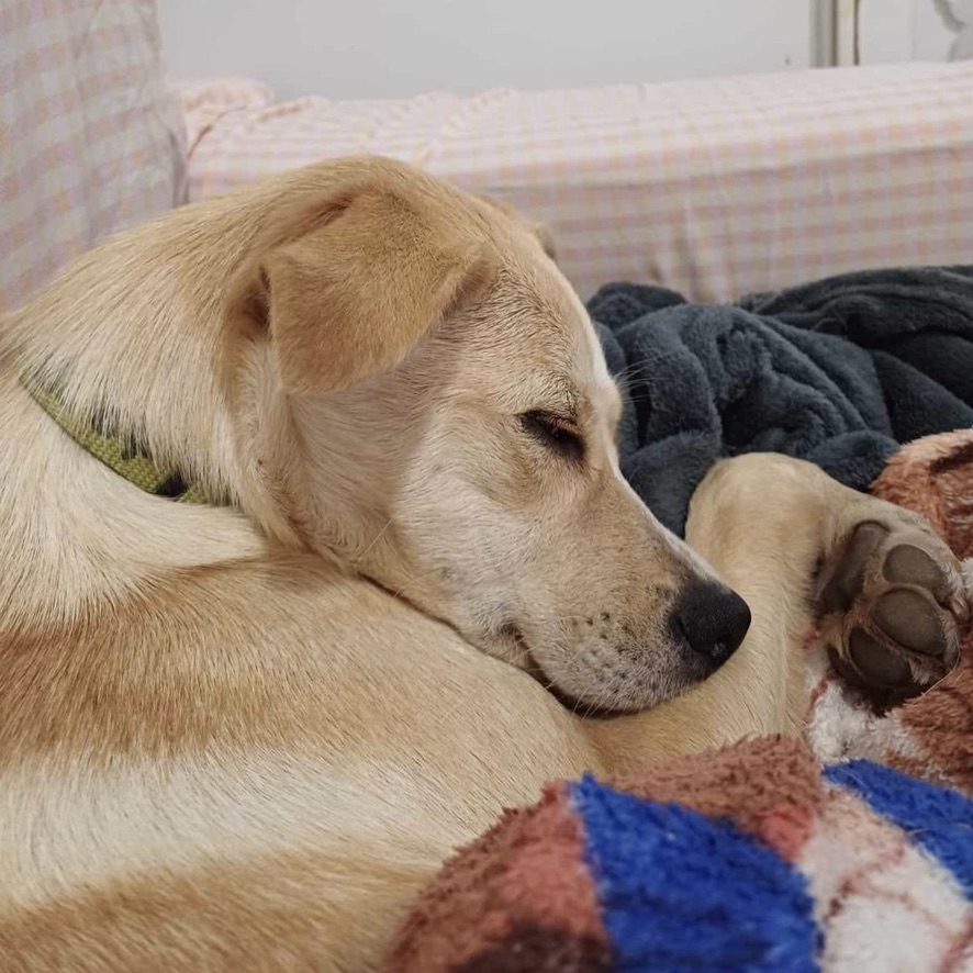 Chien de type berger au pelage sable endormi