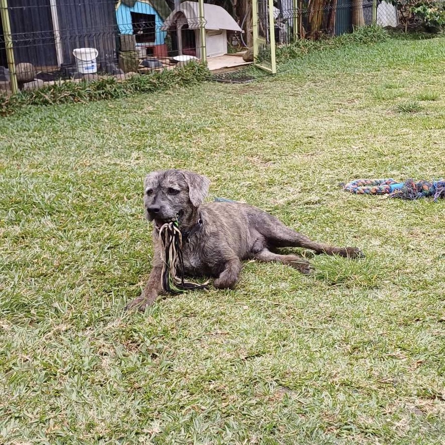 Chien de type griffon au pelage gris couché dans l'herbe, un jouet dans la gueule. La photo est prise de face avec une lumière naturelle.