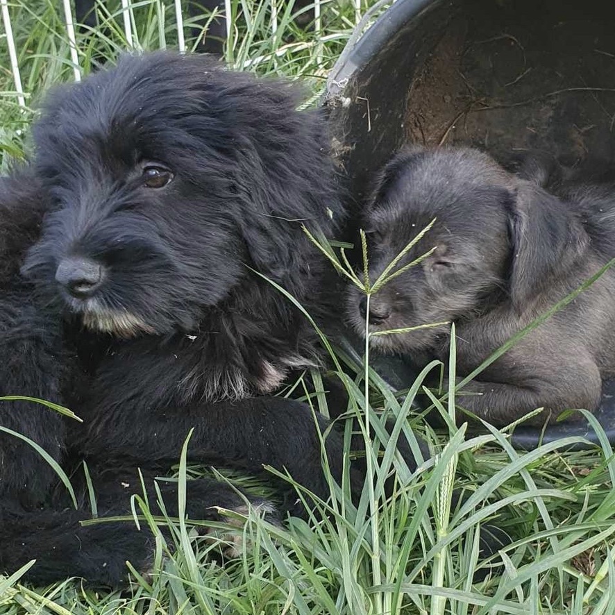 Deux chiots couchés côte à côte dans l'herbe. Ils ont le pelage noir et regardent sur le côté gauche de l'image.