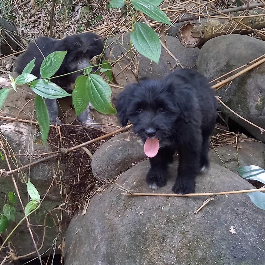 Chiot noir debout sur une grosse pierre, il a le poil mi-long.