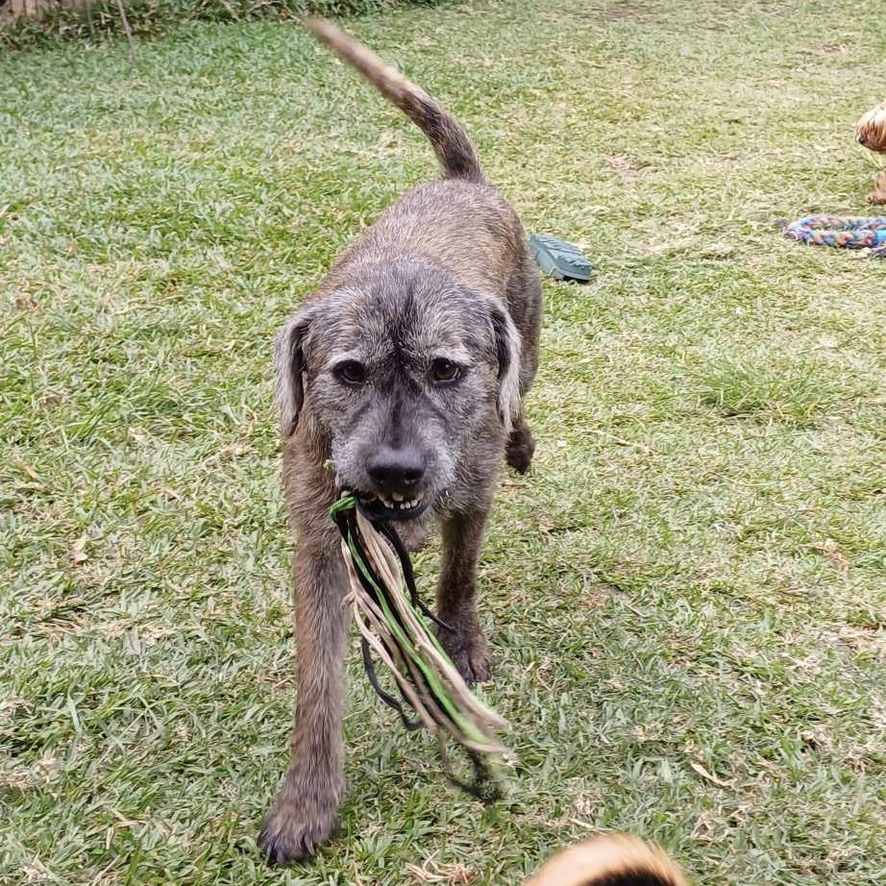 Chien de type griffon au pelage gris debout dehors qui marche vers l'objectif, un jouet dans la gueule. La photo est prise de face avec une lumière naturelle.