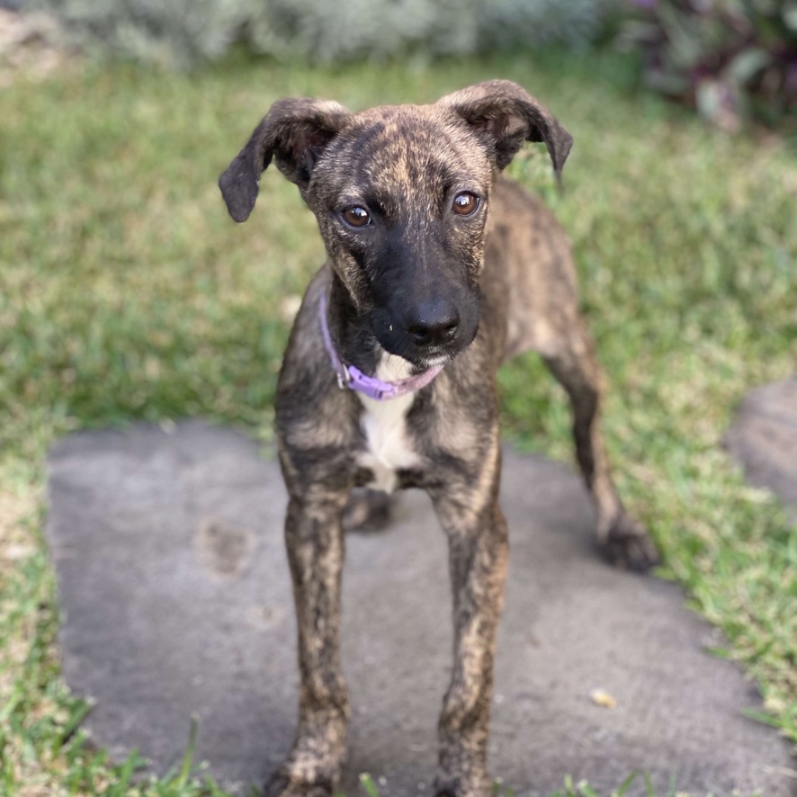 Chiot royal bourbon au pelage bringé portant un collier rose. Le chien est posté de face et regarde l'objectif