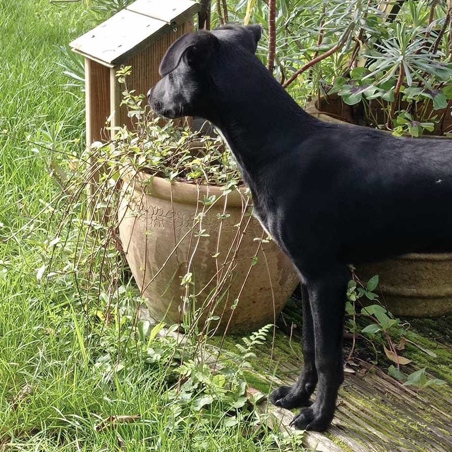 Chien noir de profil, debout dans un jardin