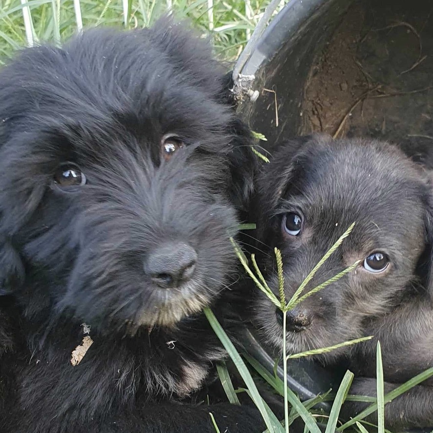 Deux chiots côte à côte dans l'herbe