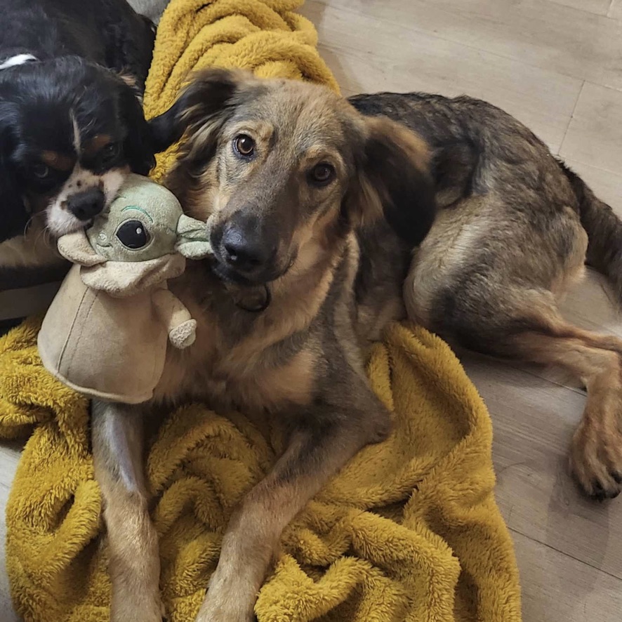 Chien de type berger au pelage fauve charbonné couché sur un plaid jaune, tenant une peluche de Yoda dans la gueule.