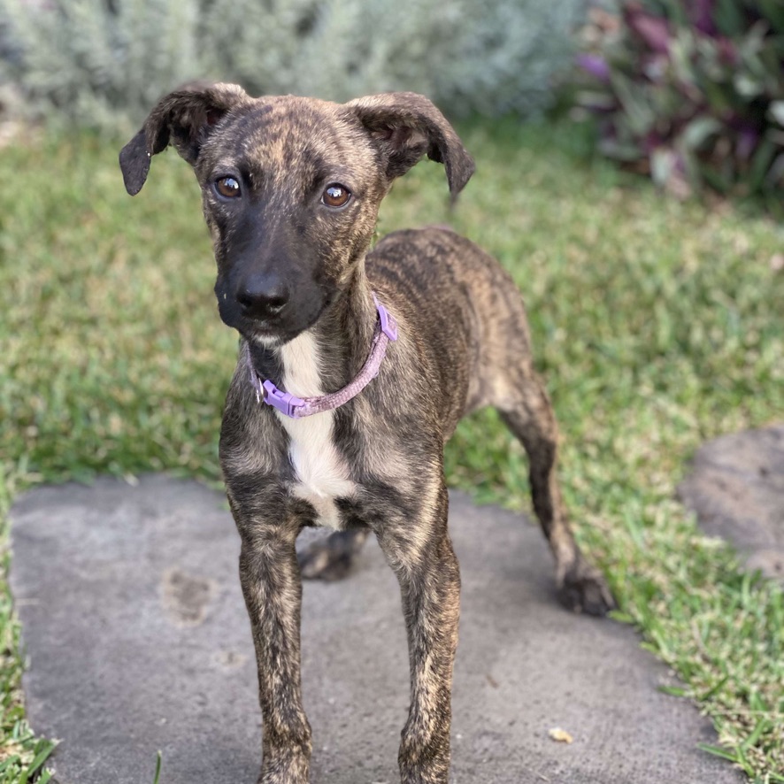 Chiot royal bourbon au pelage bringé portant un collier rose. Le chien est posté de face et regarde l'objectif