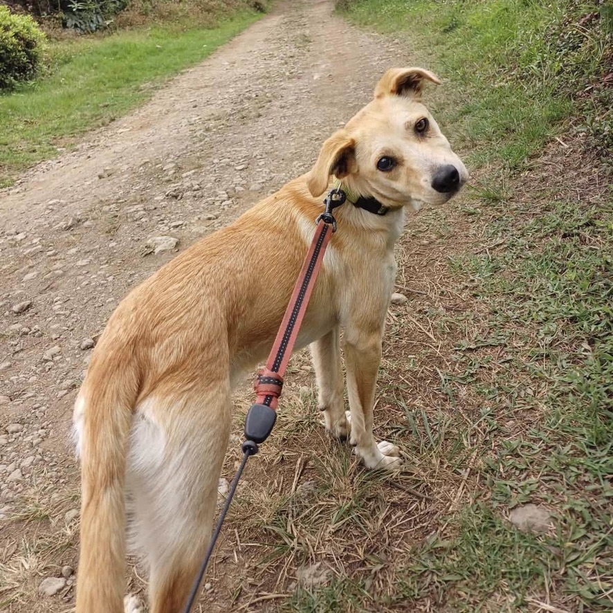 Chien de type berger au pelage sable debout en extérieur, il porte un collier et une laisse rouge, il est de dos mais tourne la tête vers l'objectif