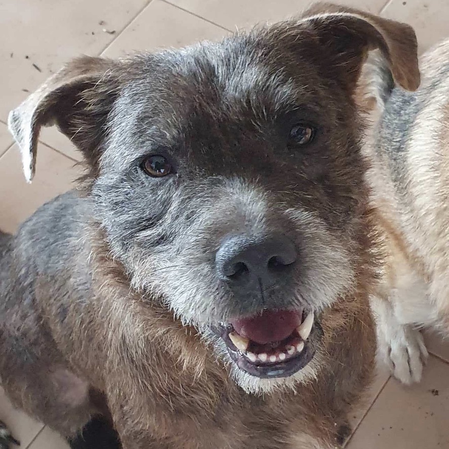 Portrait d'un chien de type griffon au pelage gris/chocolat qui regarde l'objectif, semblant sourire.