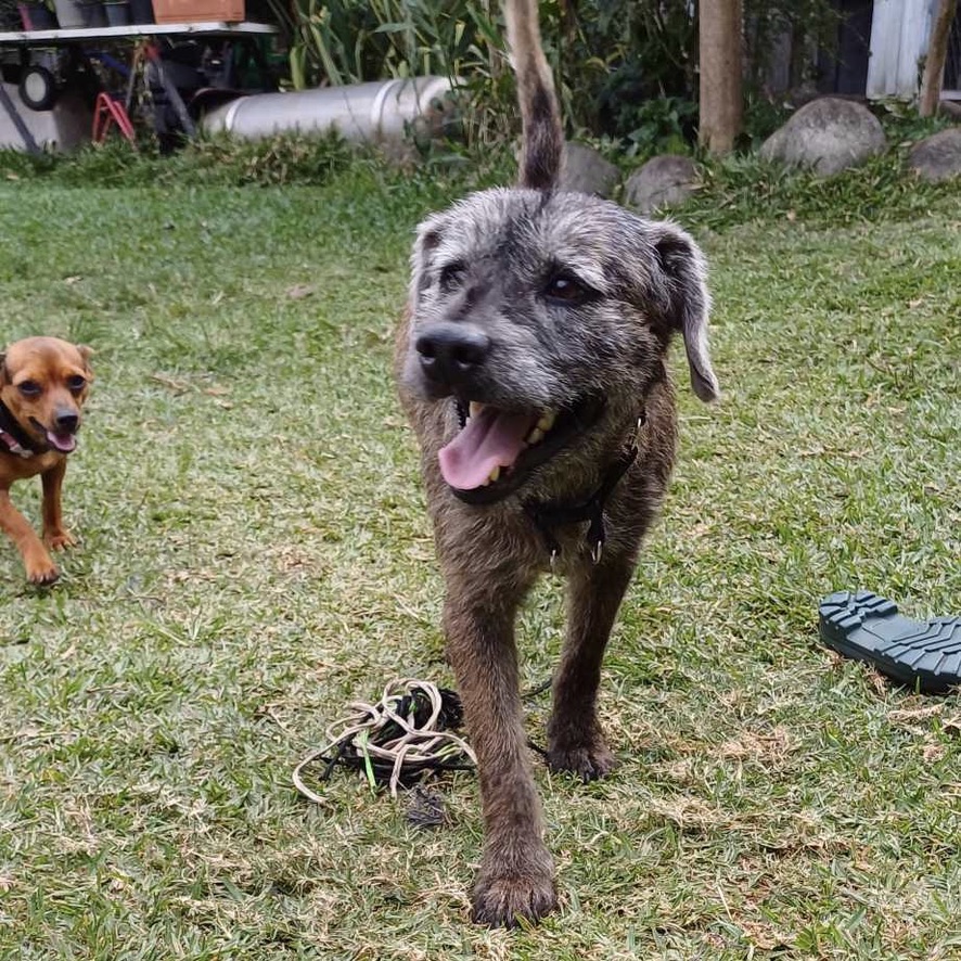 Chien de type griffon qui marche vers l'objectif en regardant vers la gauche de l'image. Il a un pelage gris.