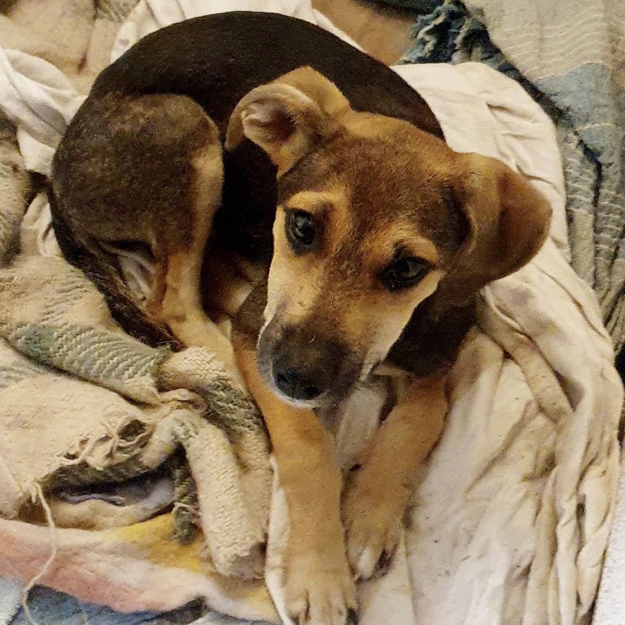 Chiot de type berger au pelage noir et fauve couché sur un tissu clair. La photo est prise en plongé.