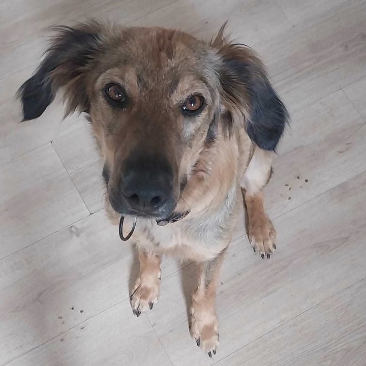 Chien de type berger au pelage charbonné et aux oreilles noires