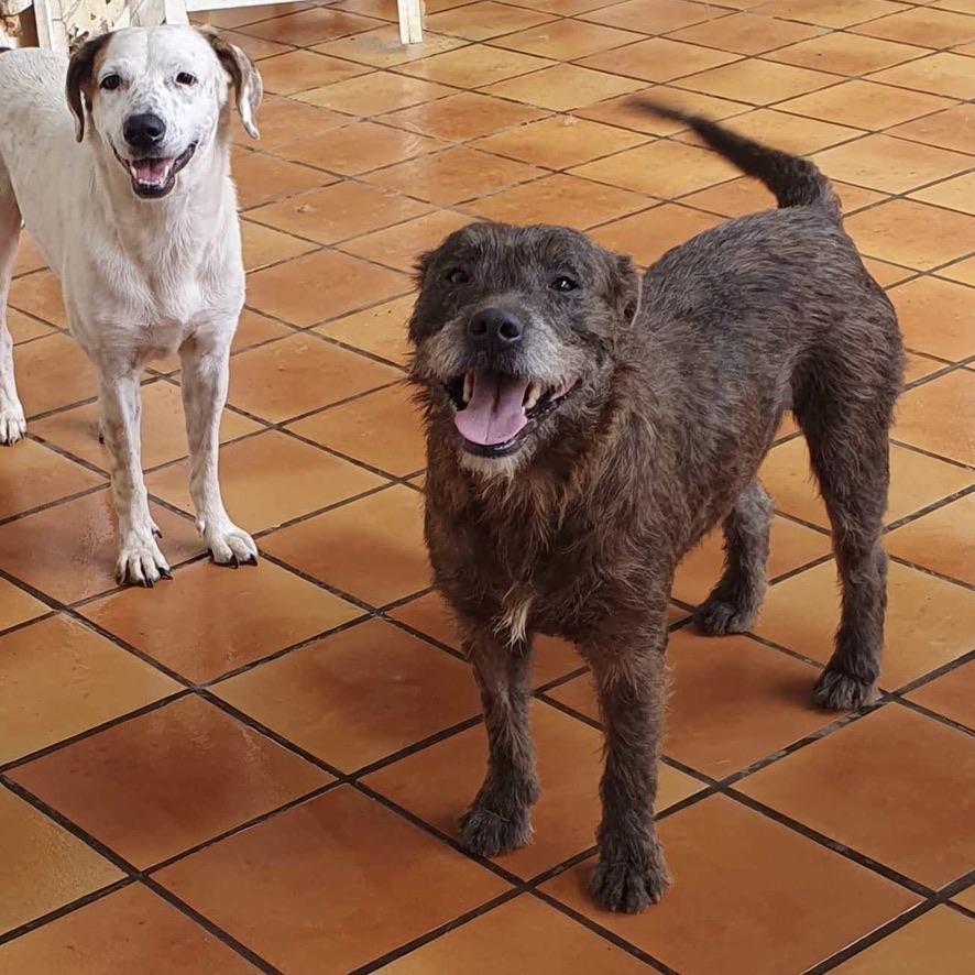 Deux chiens debout sur un carrelage orange, le premier est gris foncé et le second, en haut à gauche de l'image est blanc