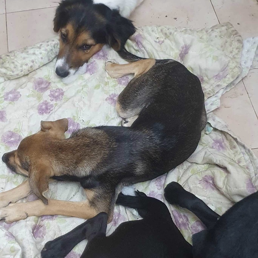 Photo de plusieurs chiens couchés au sol sur des tissus bariolés.