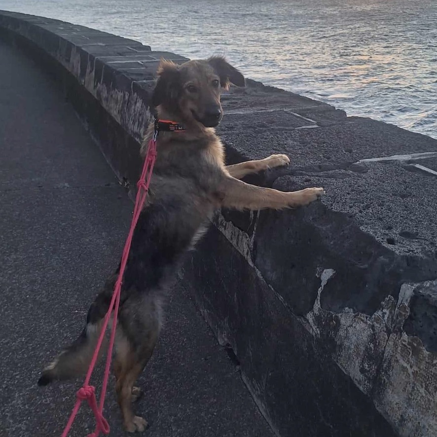 Chien fauve charbonné de type berger au pelage mi-long debout sur ses pattes arrières, les pattes avant posées sur un demi-mur avec la mer en arrière plan