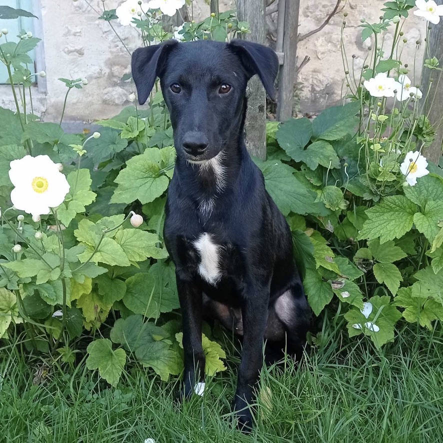 Chien noir avec une marque blanche sur le poitrail assis devant un massif de fleurs.