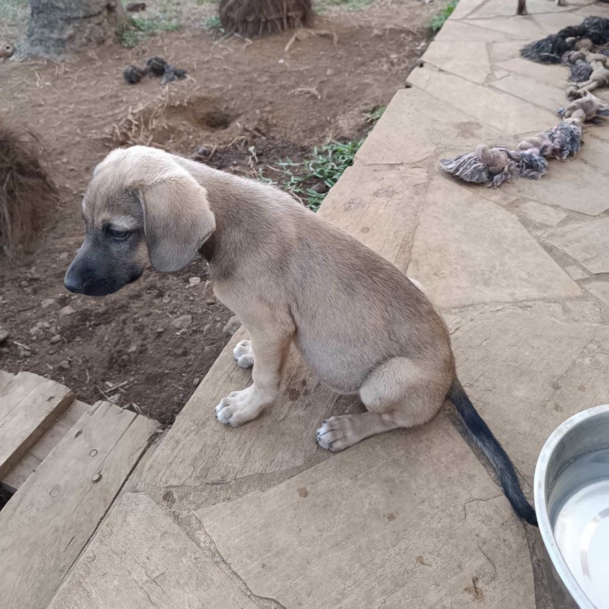 Chiot de type berger au pelage fauve charbonné et au museau noir assis dehors dans un environnement terreux. La photo est prise de profil, en plongé.