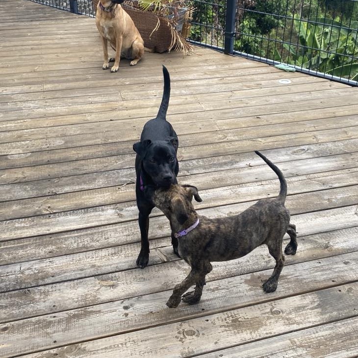 Deux chiens jouent sur une terrasse en bois, au premier plan un chiot bringé portant un collier rose se trouve de profil, au second plan un chien noir de face et en fond d'image on peut distinguer un chien fauve assis de face.