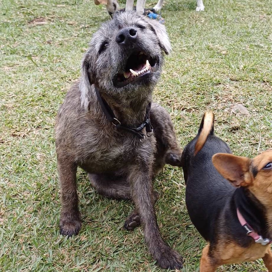 Deux chiens de face, l'un est de type griffon au pelage court et gris, assis par terre, il se gratte en souriant. L'autre est hors cadre à droite de l'image