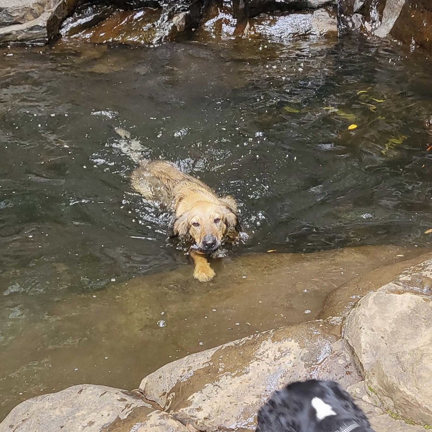 Chien au pelage fauve charbonné qui nage dans une rivière et se dirige vers l'objectif.