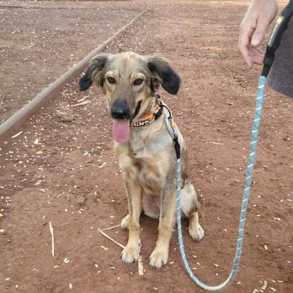 Chien de type berger assis dehors, il se tient droit et est tenu en laisse.