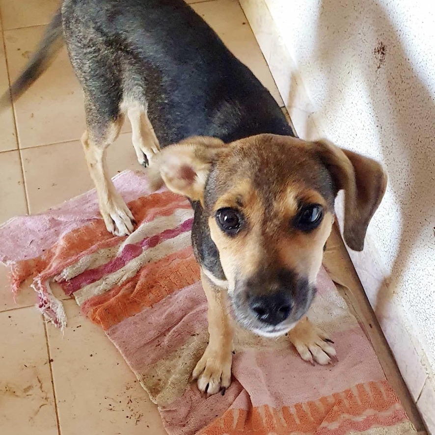 Chiot de type berger au pelage noir et fauve qui regarde l'objectif. La photo est prise en plongé, le chien de face lève la tête pour nous regarder. Au sol on distingue un tissu rose et rouge