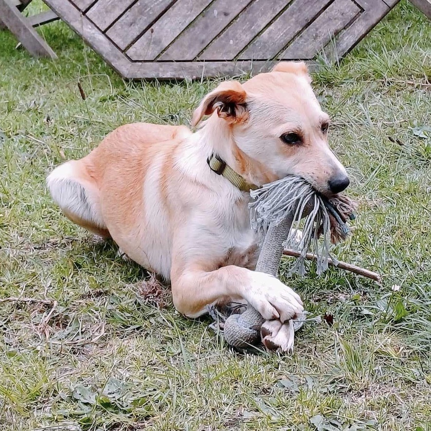 Chien sable qui joue avec une corde, couché dehors dans l'herbe