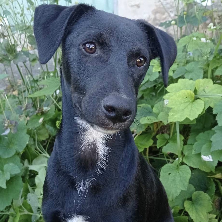 Chien noir avec une marque blanche sur le poitrail assis devant un massif de fleurs.