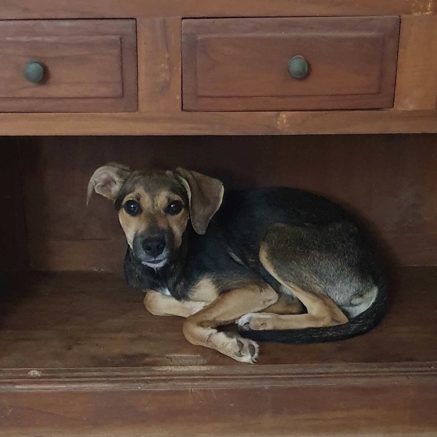 Chiot de type berger au pelage noir et fauve couché dans un meuble en bois.