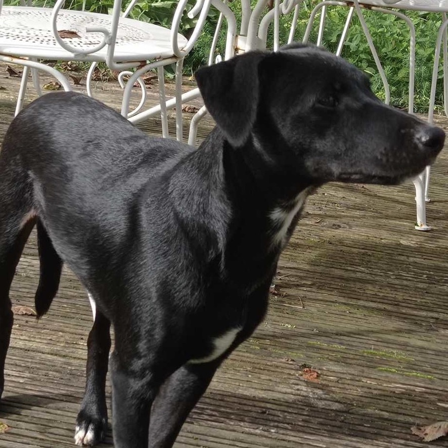 Portrait d'un chien noir de profil, dehors qui regarde sur la droite de l'image