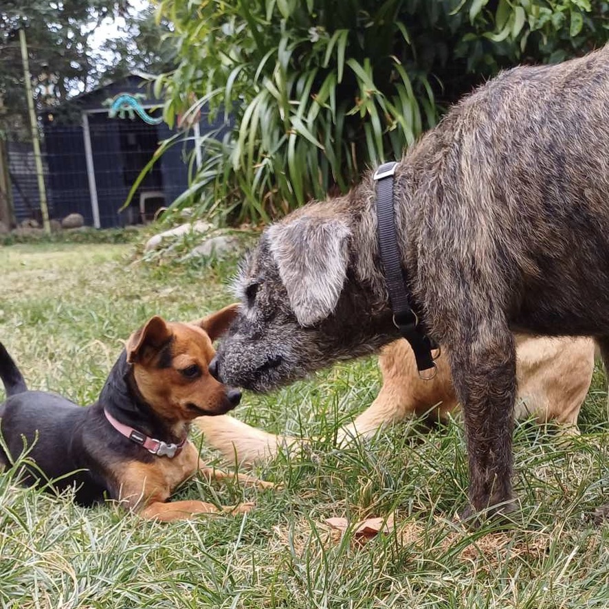 Deux chiens jouent dans le jardin, à gauche un chien de type pinscher et un de type griffon à droite de l'image