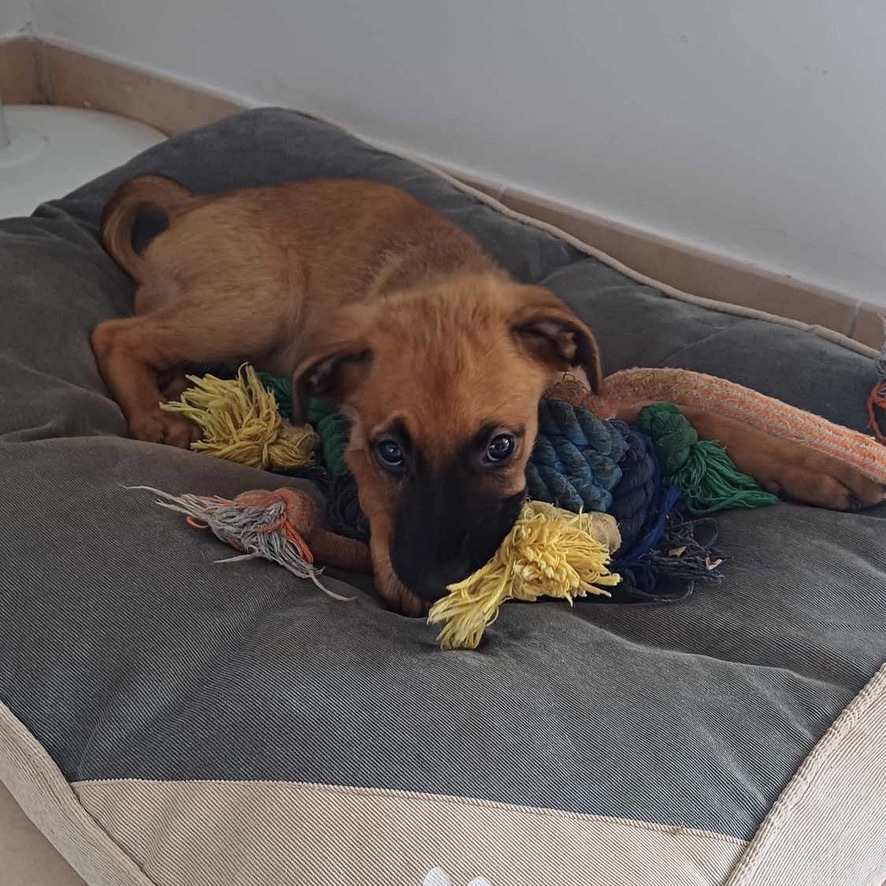 Chiot de type berger fauve au pelage court et au masque noir couché dans un panier beige et gris avec plusieurs jouets à ses côtés.