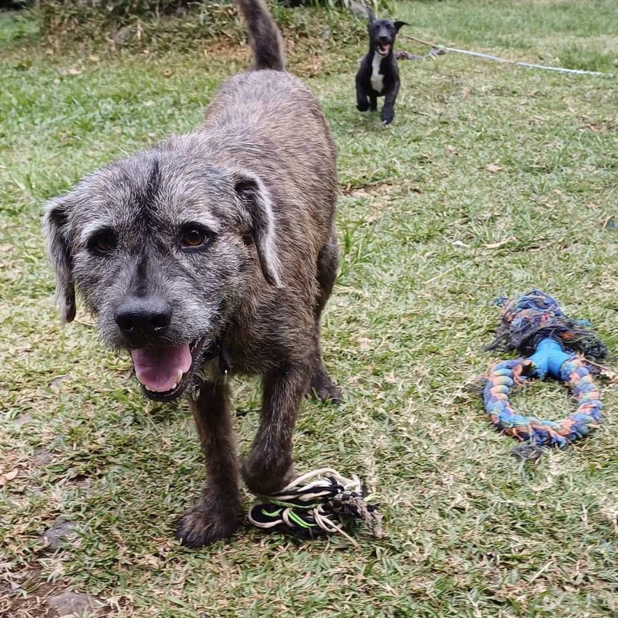 Chien de type griffon au pelage gris debout dehors qui marche vers l'objectif qui semble sourire. La photo est prise de face avec une lumière naturelle.