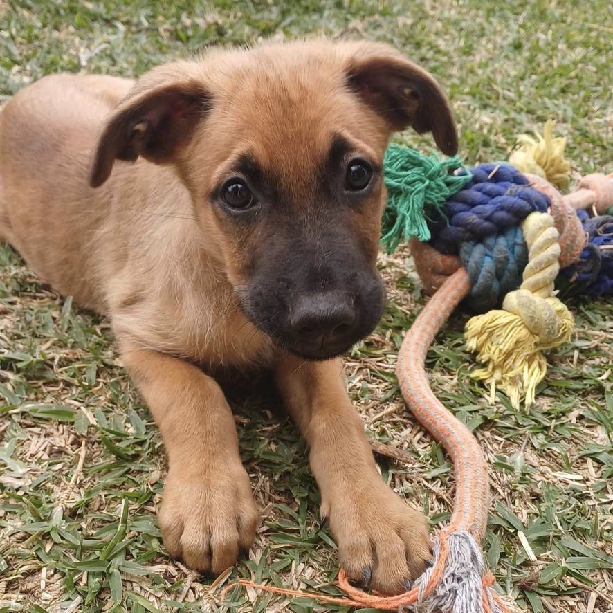 Chiot de type berger couché dans l'herbe face à l'objectif, à la droite de l'image on observe plusieurs jouets.