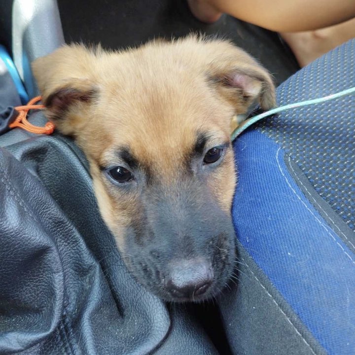 Chiot de type berger au pelage fauve et museau noir dont on ne voit que la tête. Le chien semble placé entre un siège de voiture et le levier de vitesse.