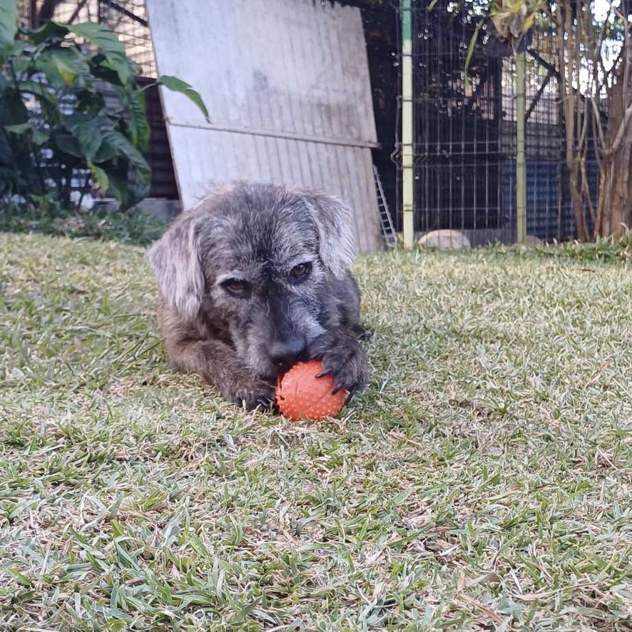 Chien de type griffon au pelage gris couché dans l'herbe, un jouet dans la gueule. La photo est prise de face avec une lumière naturelle.