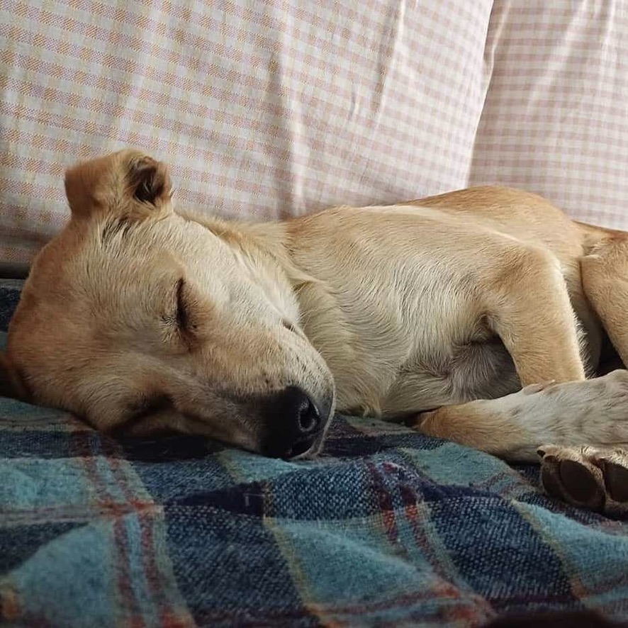 Chien de type berger au pelage sable endormi sur le flanc, sur un tissu à motif écossais