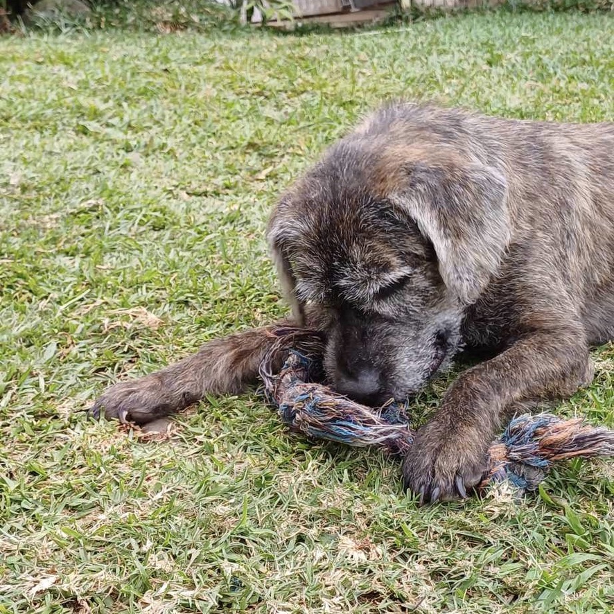 Chien de type griffon au pelage gris couché dans l'herbe, un jouet dans la gueule. La photo est prise de face avec une lumière naturelle.