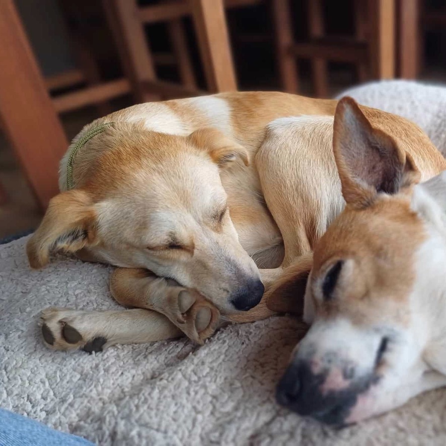 Deux chiens endormis, couchés l'un contre l'autre