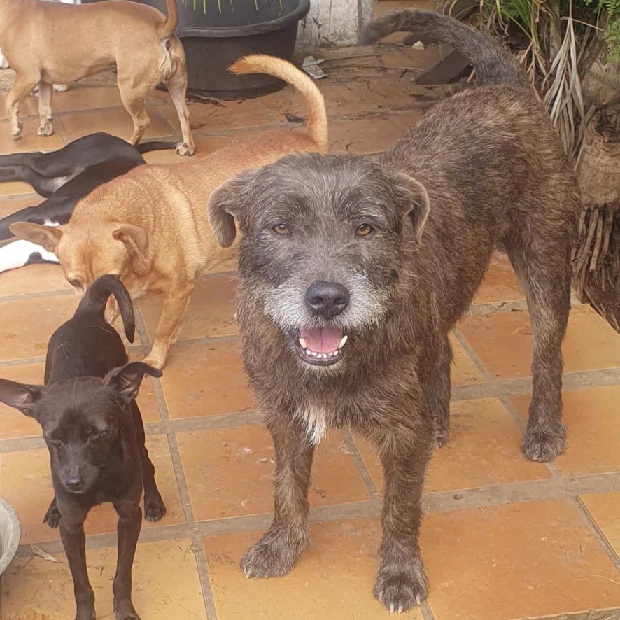 Plusieurs chiens debout dehors sur une terrasse carrelée orange