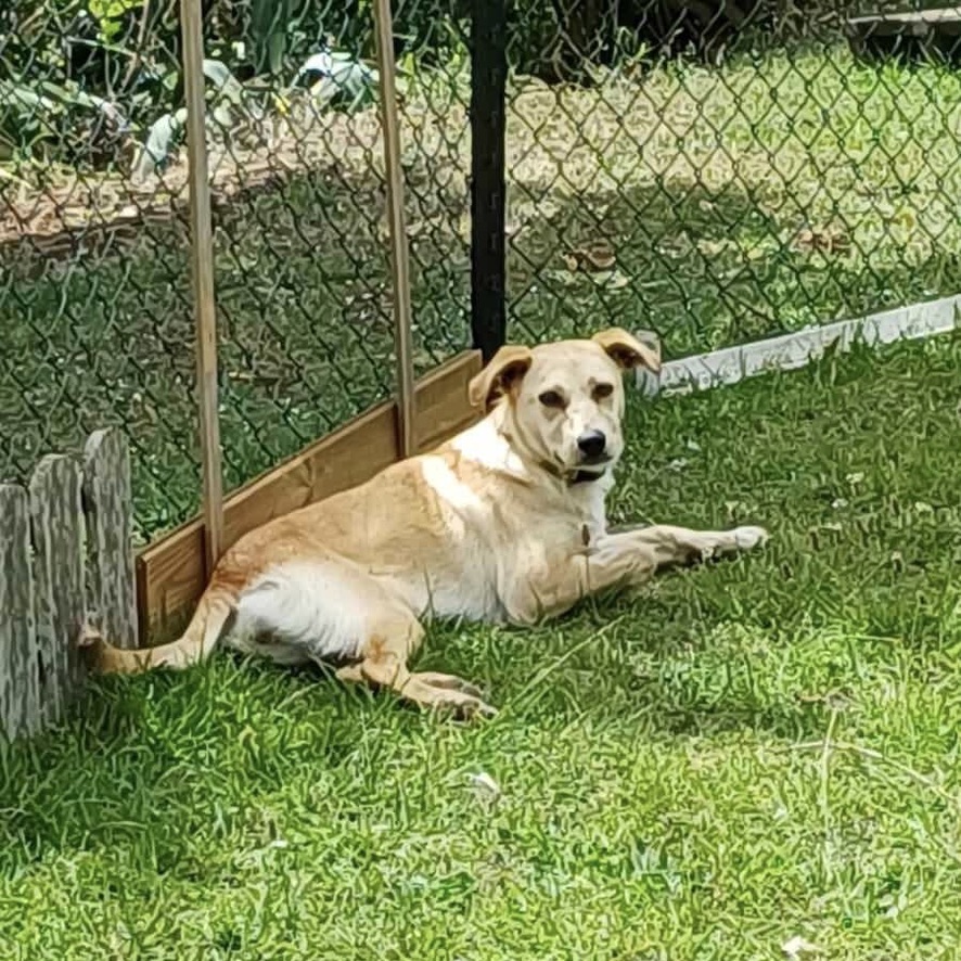 Chien de type berger au pelage sable couché dans l'herbe le long d'une clôture, il tourne la tête pour regarder l'objectif.