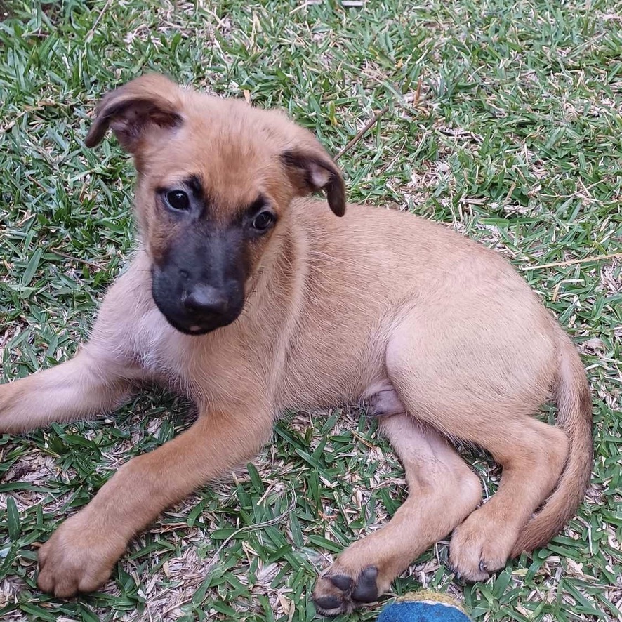 Chiot de type berger au pelage fauve et masque noir couché sur le flanc dans l'herbe verte.