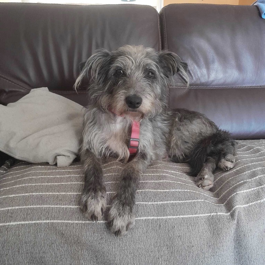 Chien gris au pelage mi-long, la coupe ébouriffée. Le chien est couché de face sur un canapé, il regarde l'objectif.