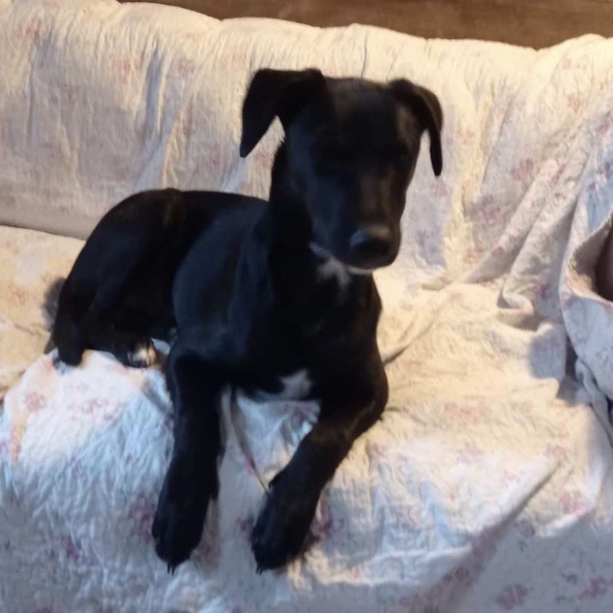 Chien noir couché sur un canapé blanc