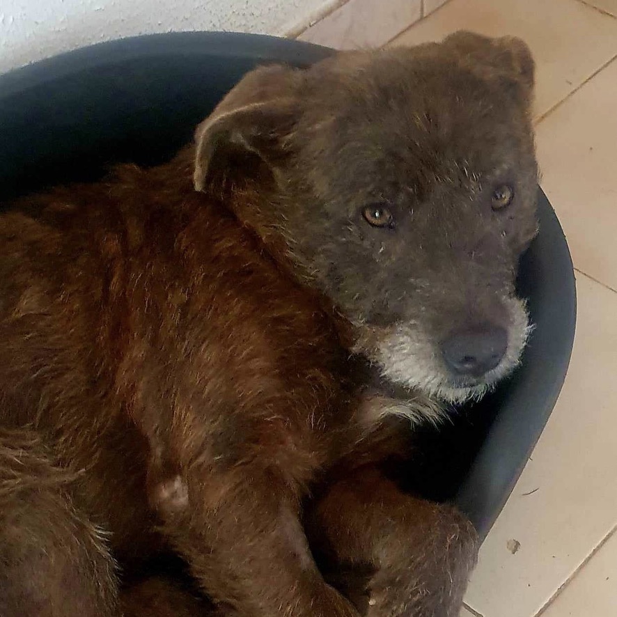 Chien de type griffon couché dans une panière en plastique