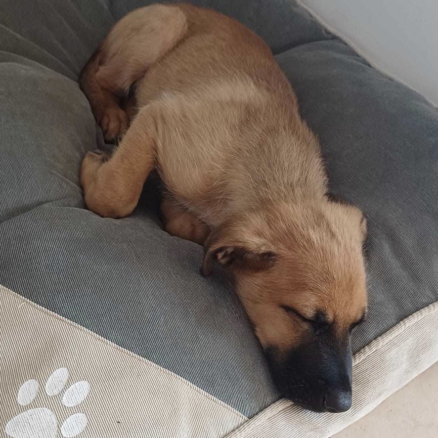 Chiot endormi de type berger au pelage fauve au masque noir. Il est couché sur un panier beige et gris.