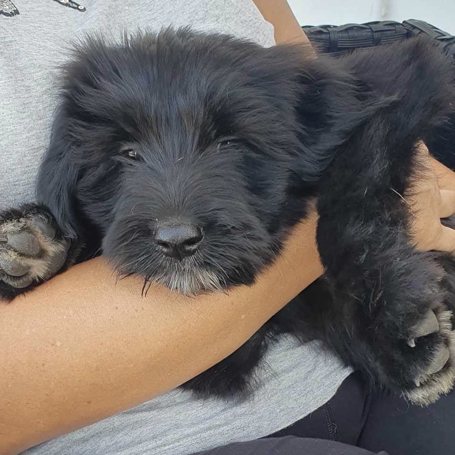 Chiot noir couché dans les bras d'un humain