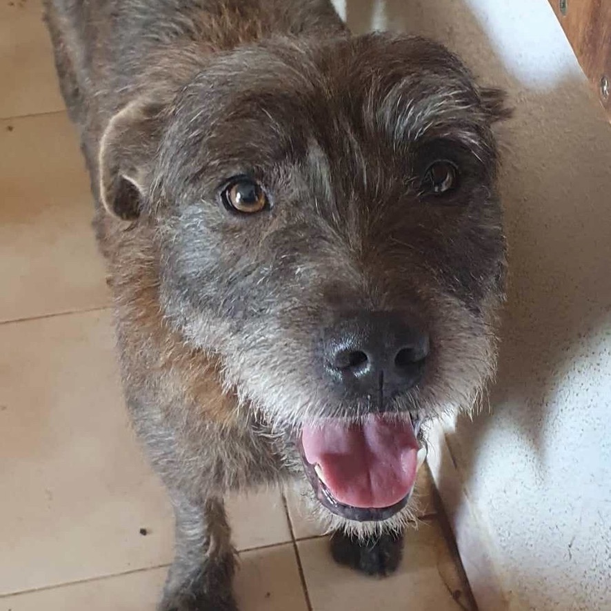 Portrait d'un chien de type griffon au pelage gris/chocolat qui regarde l'objectif, semblant sourire.